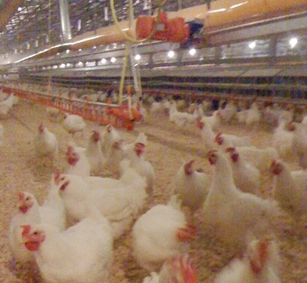 Breeding facilities — 12