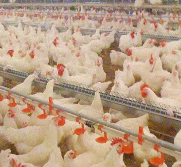 Breeding facilities — 13