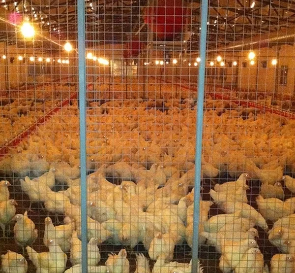 Breeding facilities — 14