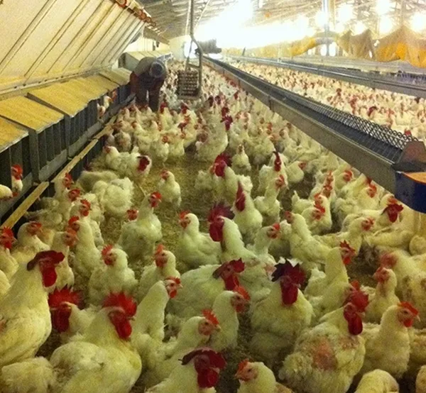 Breeding facilities — 15